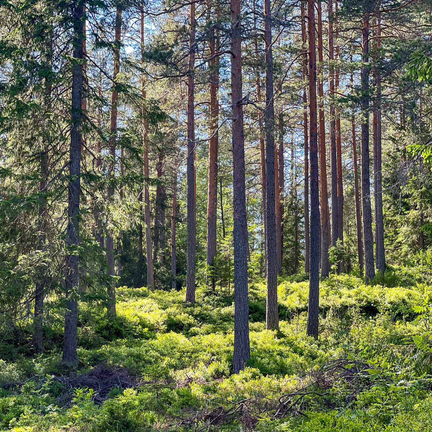 Skog i Maridalen