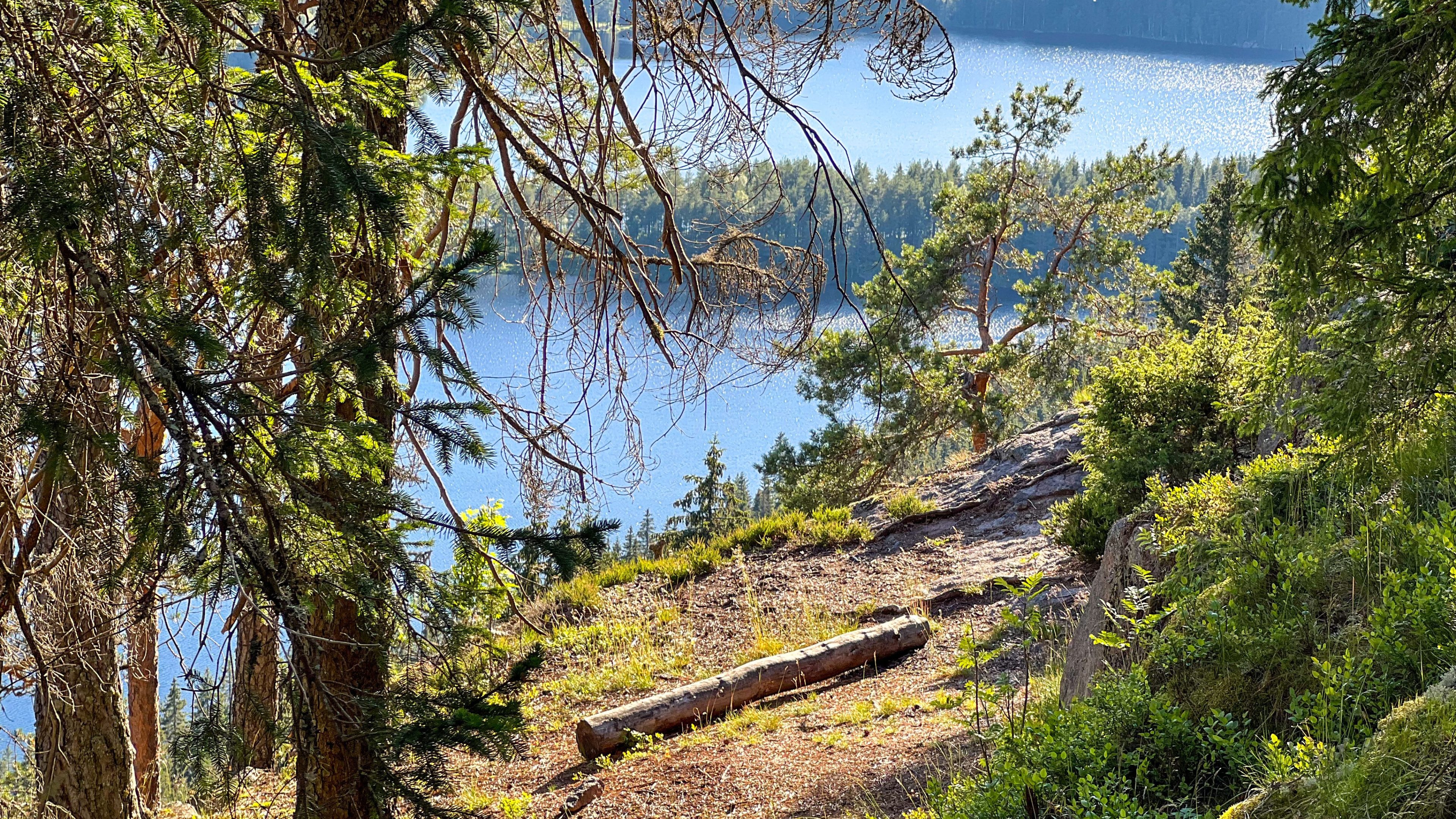 Utsikt over innsjø og skog fra Øyungen