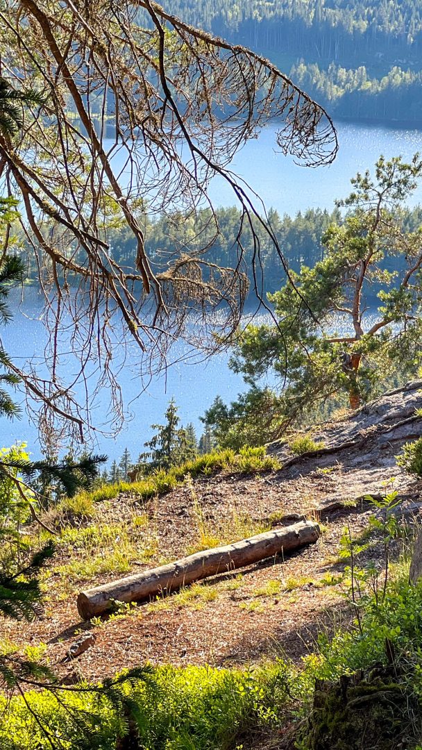 Utsikt over innsjø og skog fra Øyungen