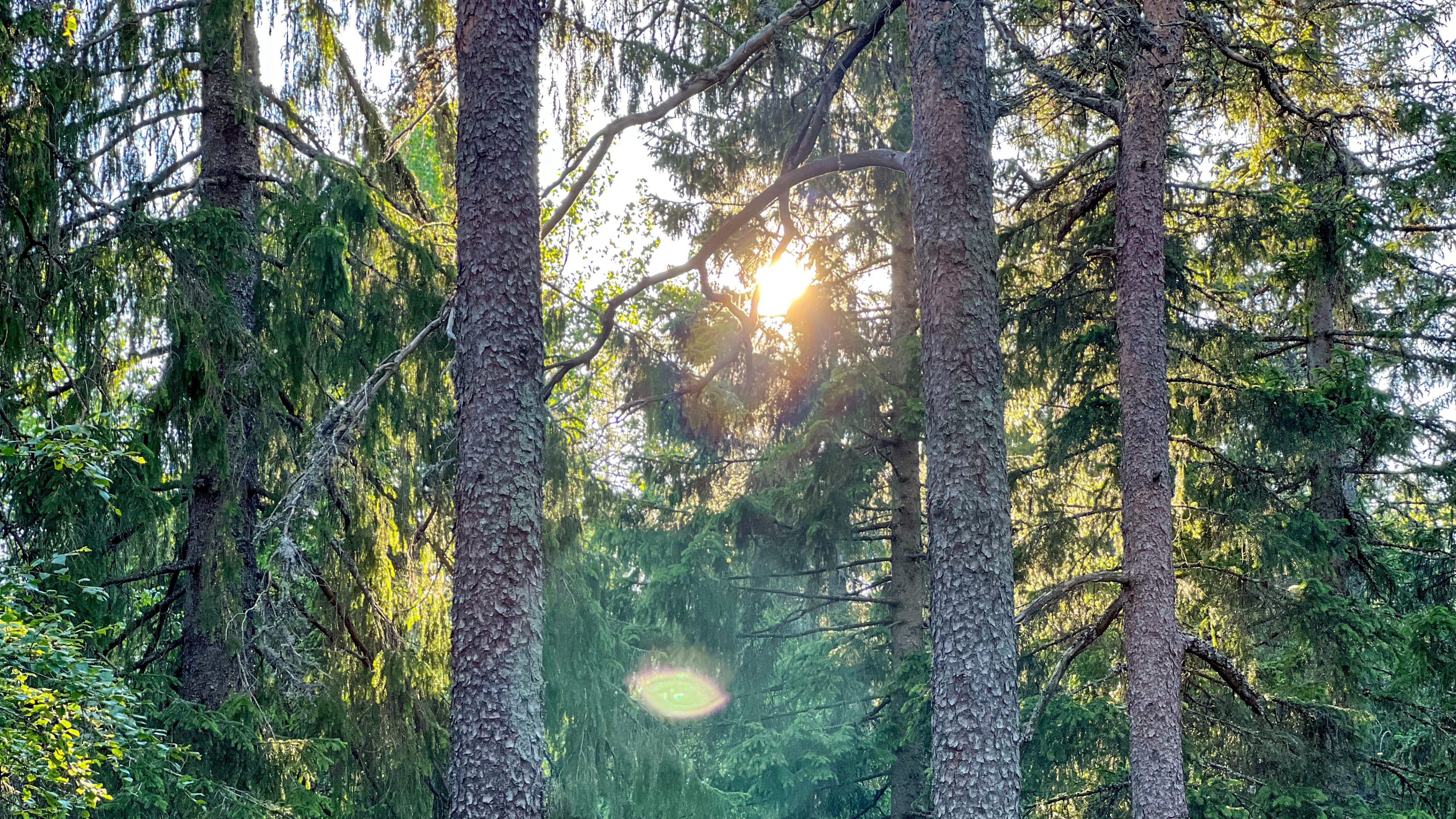 Solen som skinner gjennom gammelskog i Maridalen