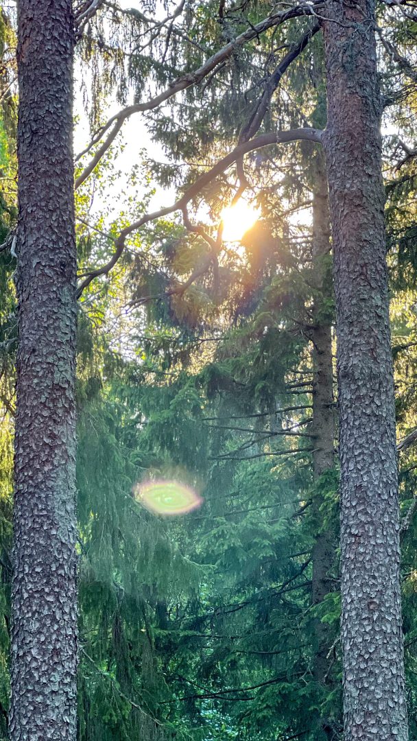Solen som skinner gjennom gammelskog i Maridalen