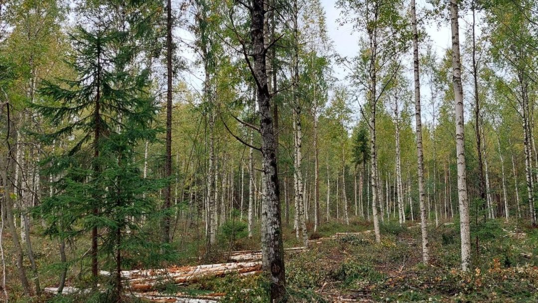 Skog med ulike typer trær, gran og bjørk. Selektiv hogst