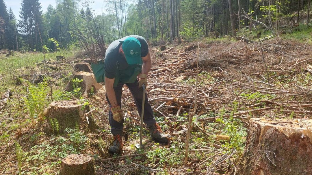 Skogsarbeider i Bymiljøetatens skoger