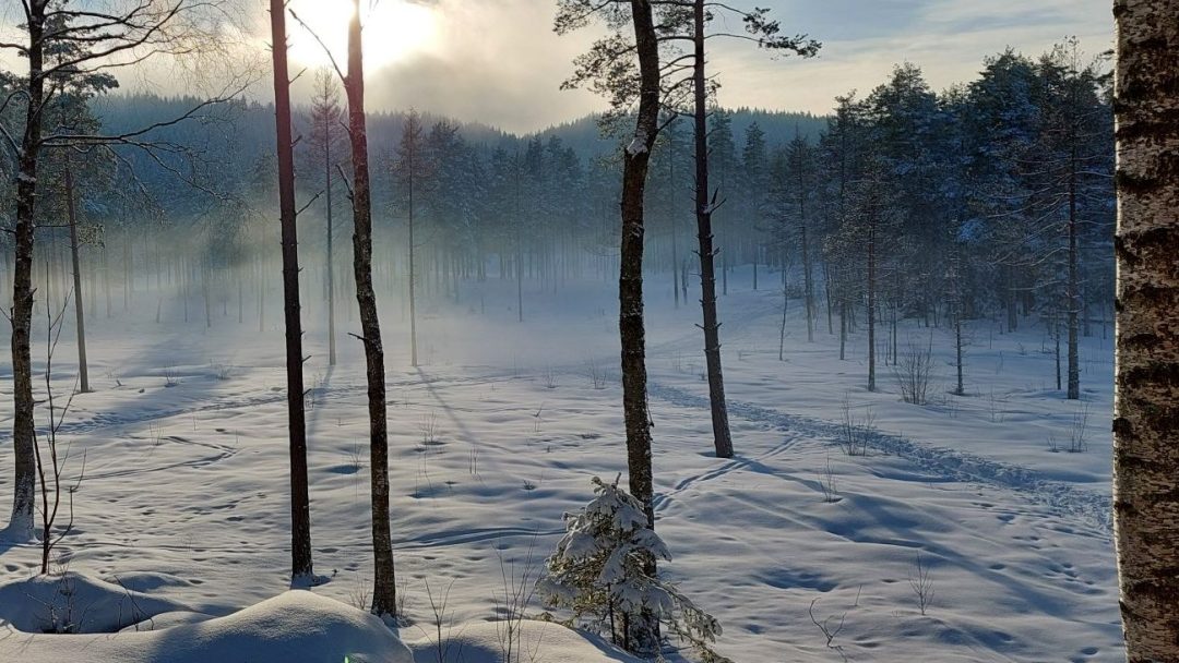 Vinter med noen få trær i skogen