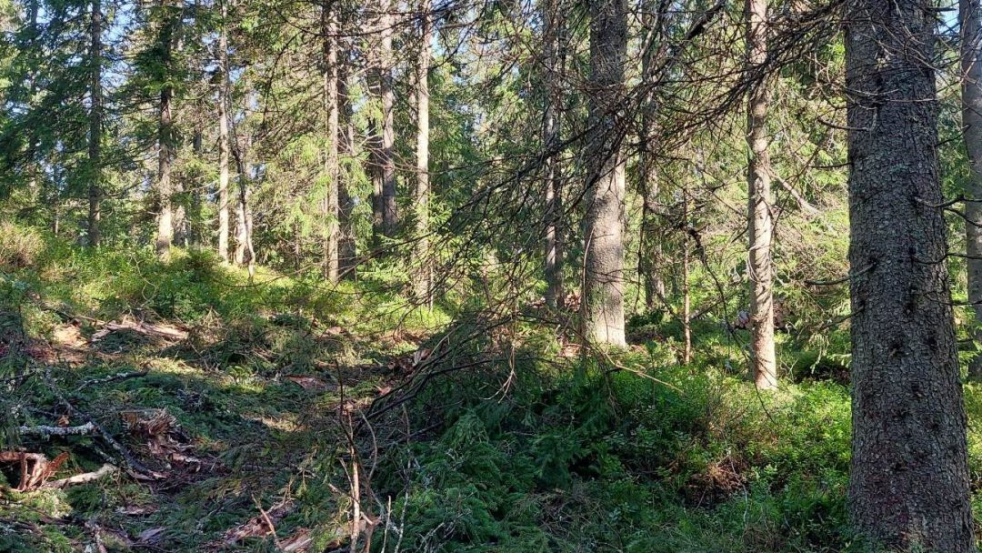 Skog med ulike typer trær, mose og trestubber.