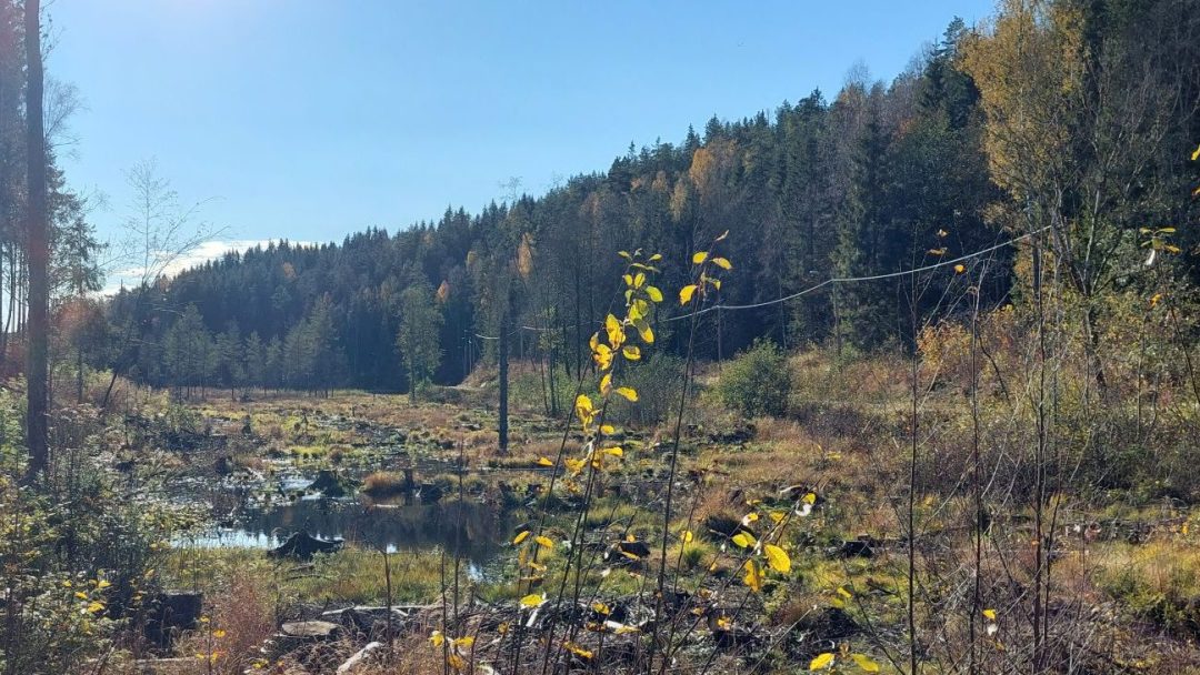 Skog med ulike typer trær og myr