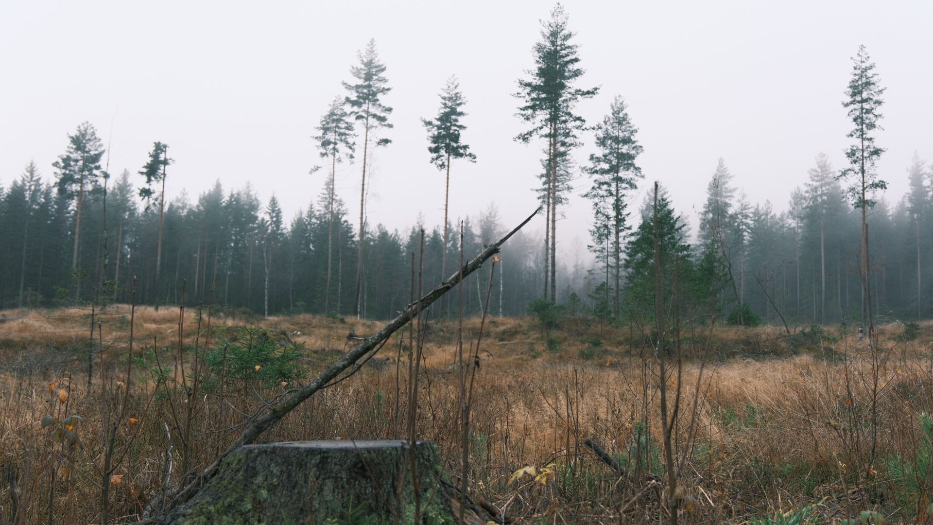 Skog og selektiv hogst, grantrær, åpen slette og trestubber