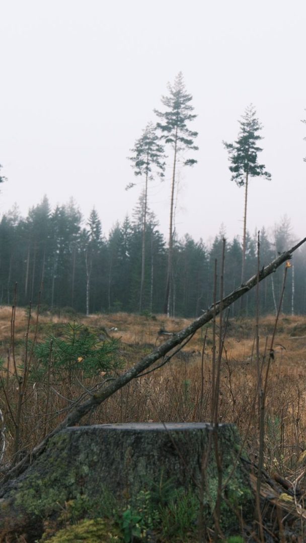 Skog og selektiv hogst, grantrær, åpen slette og trestubber