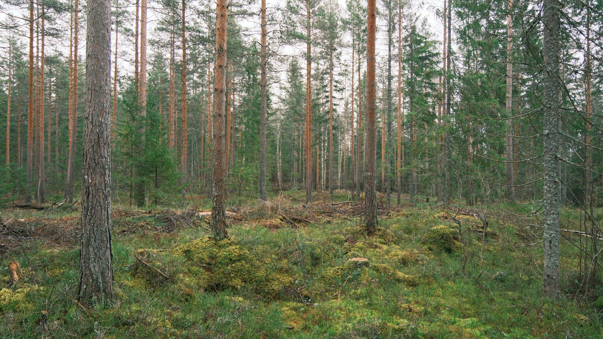 Skog med gran og trestubber og mose på bakken