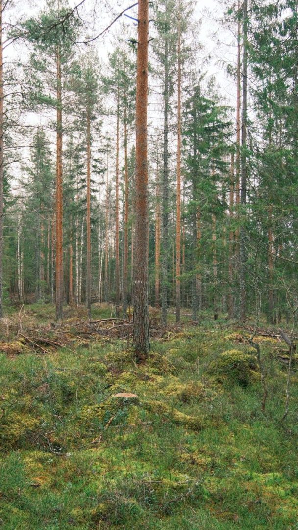 Skog med gran og trestubber og mose på bakken