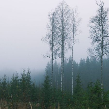 Tåke som legger seg som et lokk på tretoppene i skogen