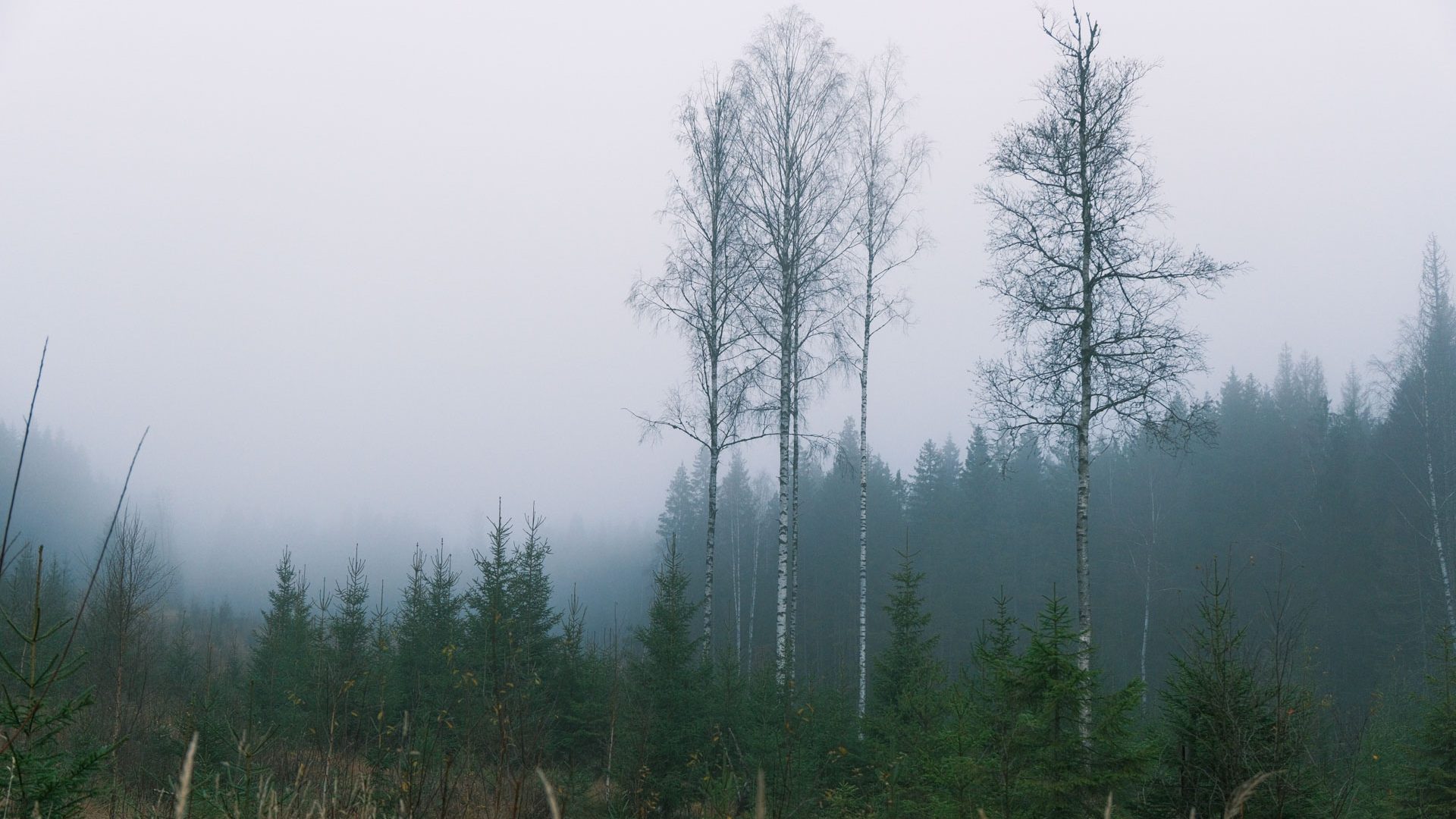 Tåke som legger seg som et lokk på tretoppene i skogen