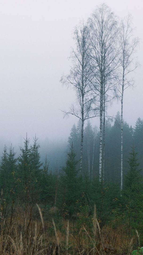 Tåke som legger seg som et lokk på tretoppene i skogen