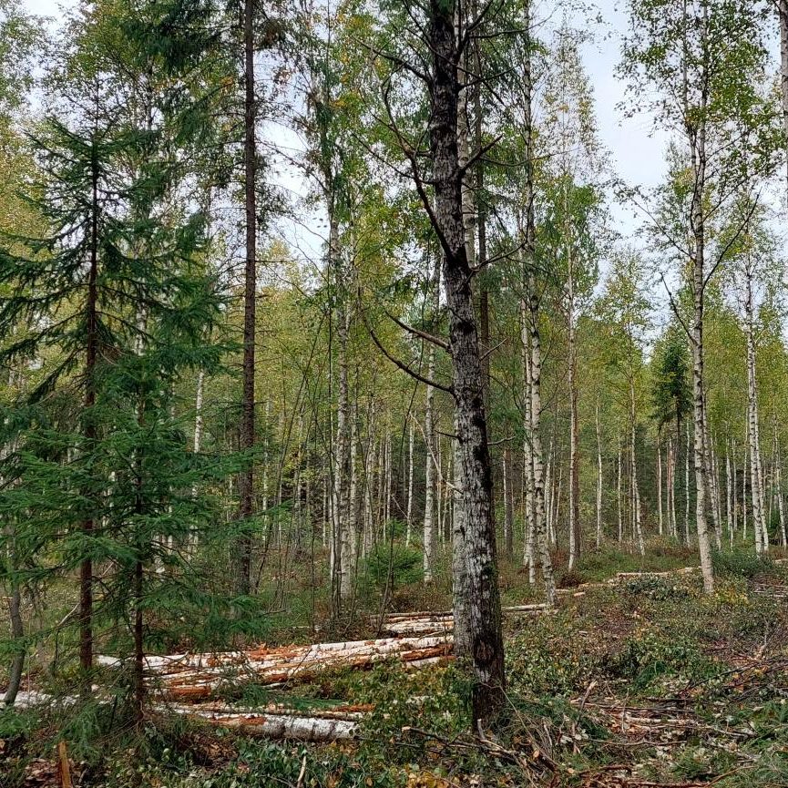 Plassert i et rolig klimaoslo, viser skogen en fantastisk blanding av bjørk og eviggrønne trær. Spredte tømmerstokker og grener ligger rundt skogbunnen, og skaper et billedvev av naturens tidløse kunstnerskap.