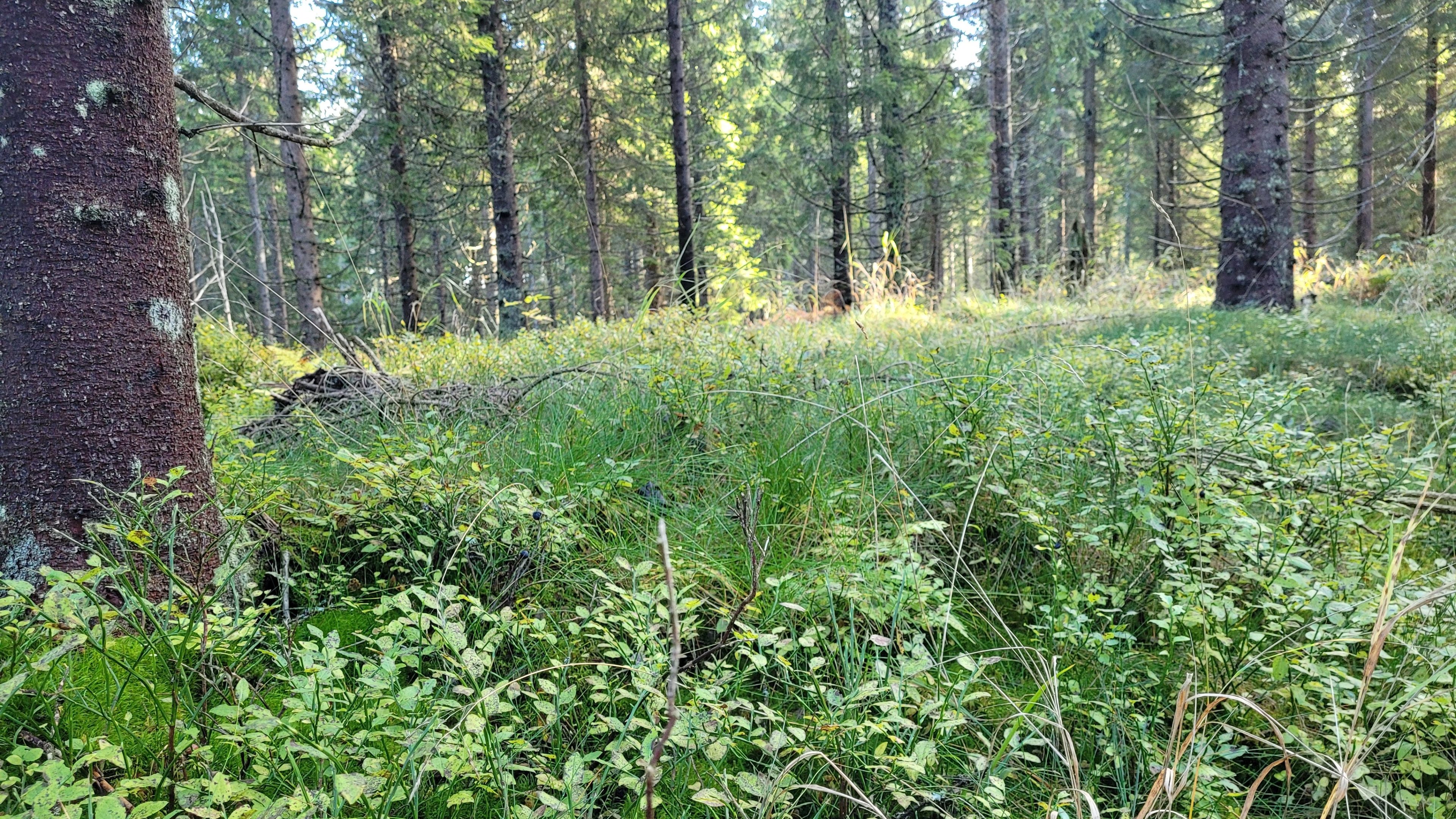 grandominert skog, tynnet for 4 år siden. undervegetasjonen med blåbærlyng.