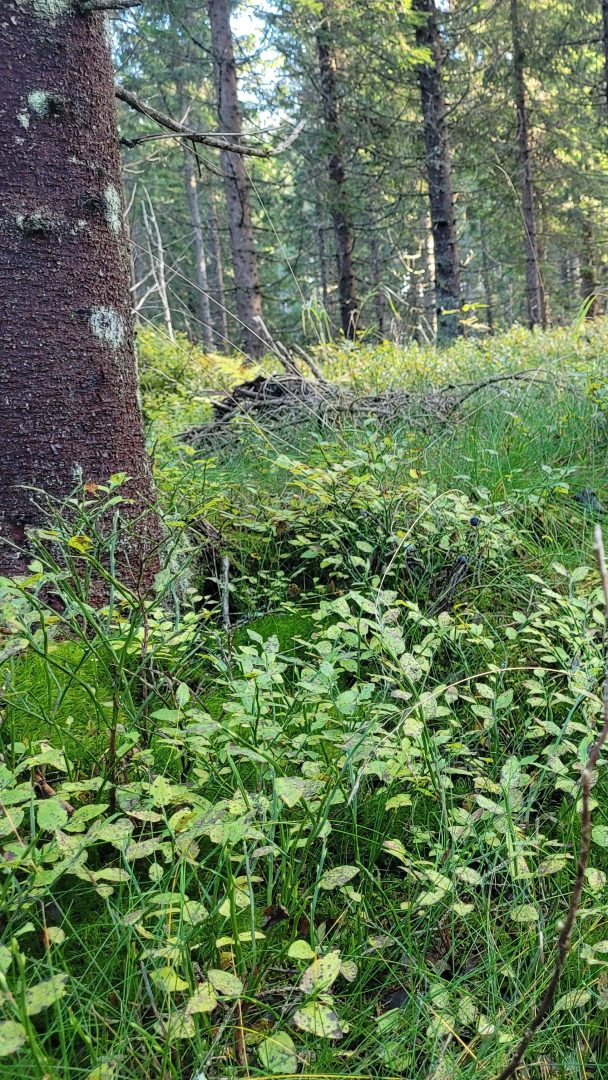 grandominert skog, tynnet for 4 år siden. undervegetasjonen med blåbærlyng.